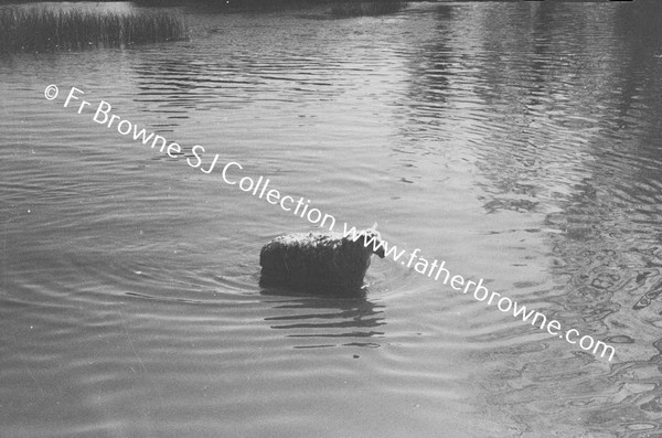 SHEEP WASHING IN RIVER BARROW